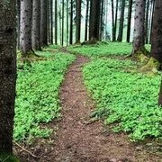 Wald auf der Pürglitz